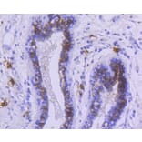 Immunohistochemistry - Anti-KIT Antibody (A10933) - Antibodies.com