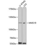 Western Blot - Anti-MMS19 Antibody (A10944) - Antibodies.com