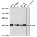 Western Blot - Anti-FLT4 Antibody (A10971) - Antibodies.com