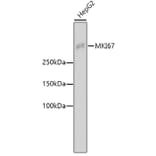 Western Blot - Anti-MKI67 Antibody (A11005) - Antibodies.com