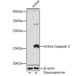 Western Blot - Anti-Caspase-3 Antibody [ARC0185] (A8844) - Antibodies.com