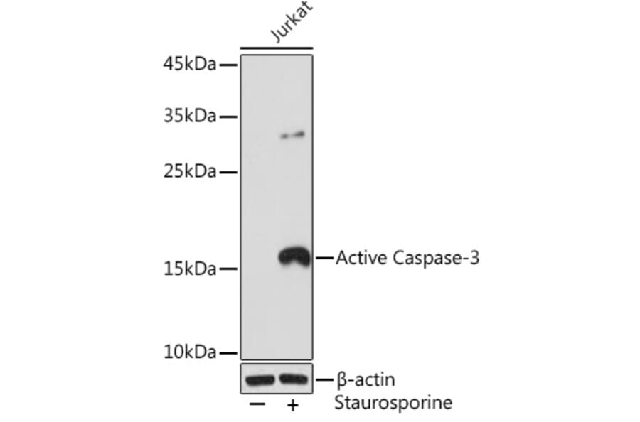 Western Blot - Anti-Caspase-3 Antibody [ARC0185] (A8844) - Antibodies.com