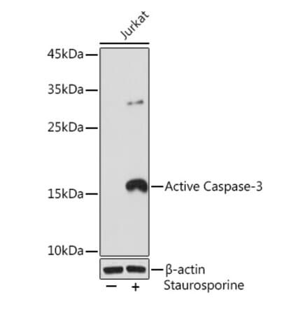 Western Blot - Anti-Caspase-3 Antibody [ARC0185] (A8844) - Antibodies.com
