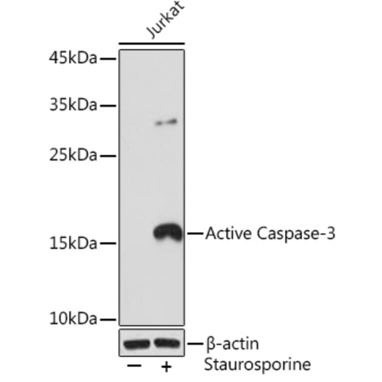 Western Blot - Anti-Caspase-3 Antibody [ARC0185] (A8844) - Antibodies.com
