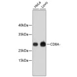 Western Blot - Anti-CD8A Antibody (A11033) - Antibodies.com