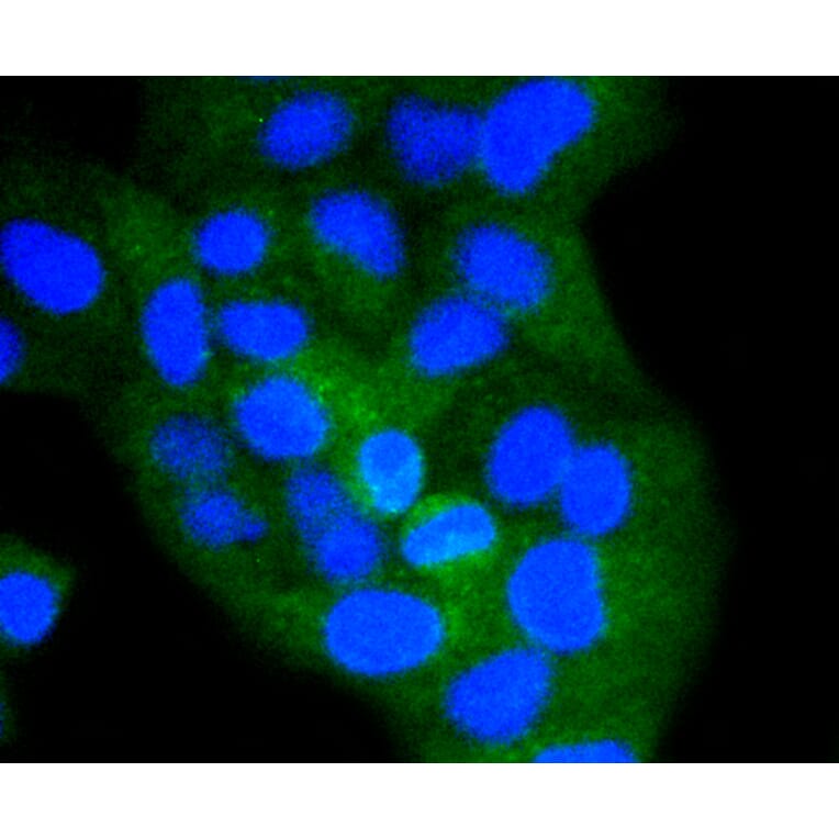 Immunofluorescence - Anti-CD8A Antibody (A11033) - Antibodies.com