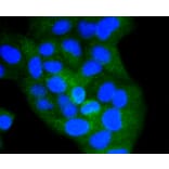Immunofluorescence - Anti-CD8A Antibody (A11033) - Antibodies.com