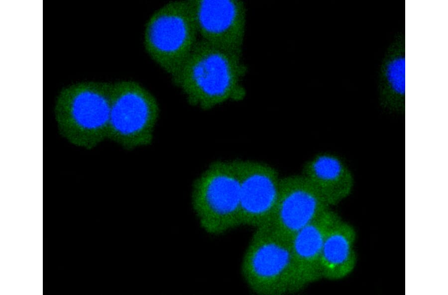Immunofluorescence - Anti-CD8A Antibody (A11033) - Antibodies.com