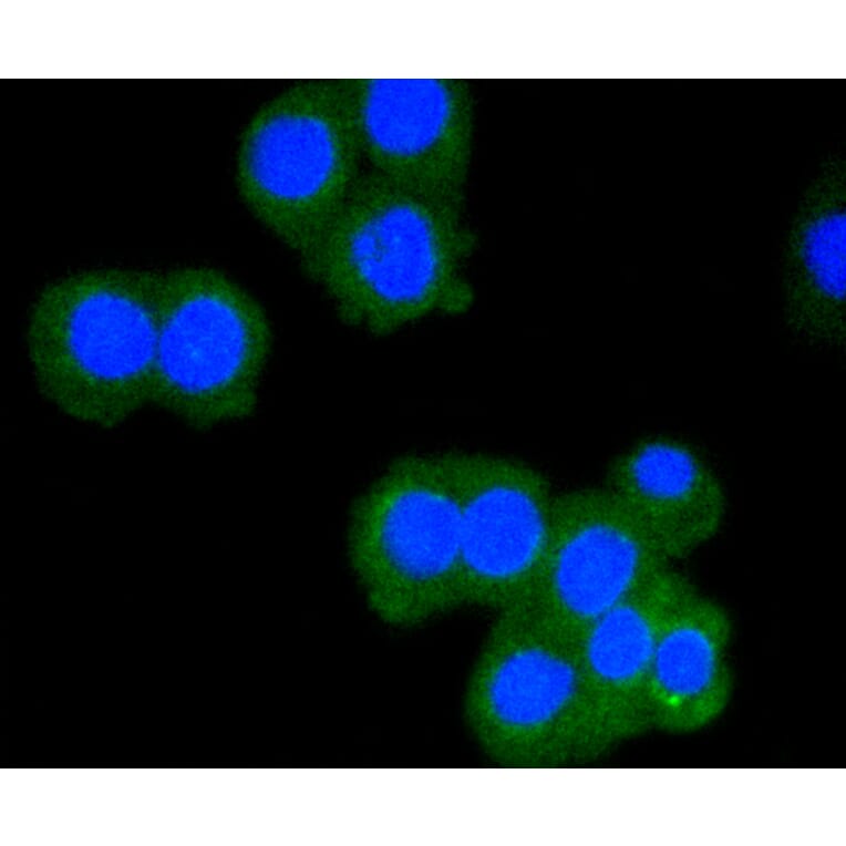 Immunofluorescence - Anti-CD8A Antibody (A11033) - Antibodies.com