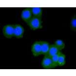 Immunofluorescence - Anti-CD8A Antibody (A11033) - Antibodies.com