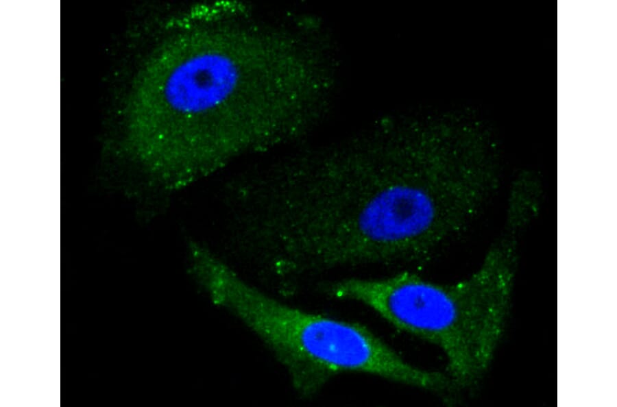Immunofluorescence - Anti-ALAS1 Antibody (A11120) - Antibodies.com
