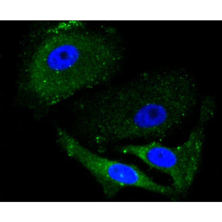 Immunofluorescence - Anti-ALAS1 Antibody (A11120) - Antibodies.com