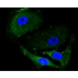Immunofluorescence - Anti-ALAS1 Antibody (A11120) - Antibodies.com
