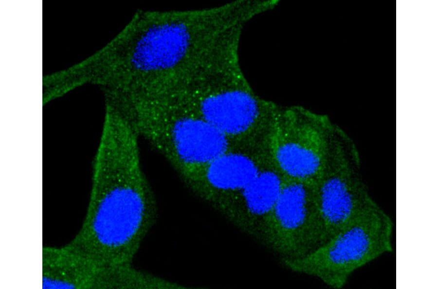 Immunofluorescence - Anti-ALAS1 Antibody (A11120) - Antibodies.com