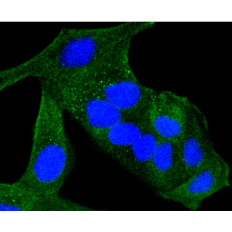 Immunofluorescence - Anti-ALAS1 Antibody (A11120) - Antibodies.com