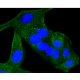 Immunofluorescence - Anti-ALAS1 Antibody (A11120) - Antibodies.com