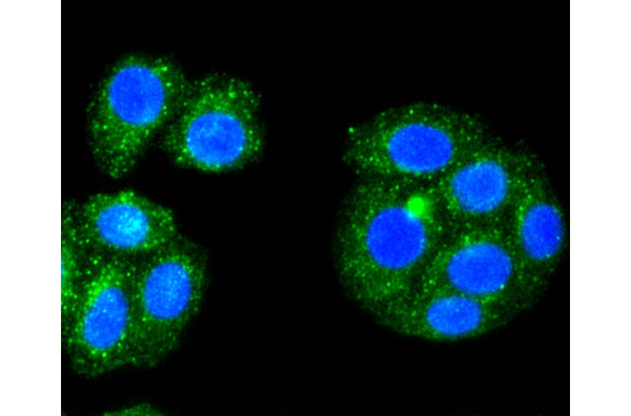 Immunofluorescence - Anti-ALAS1 Antibody (A11120) - Antibodies.com