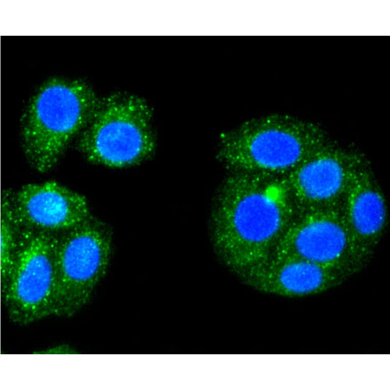 Immunofluorescence - Anti-ALAS1 Antibody (A11120) - Antibodies.com