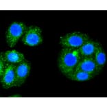 Immunofluorescence - Anti-ALAS1 Antibody (A11120) - Antibodies.com