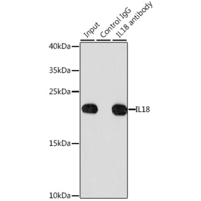 Western Blot - Anti-IL-18 Antibody (A8859) - Antibodies.com