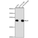 Western Blot - Anti-IL-18 Antibody (A8859) - Antibodies.com