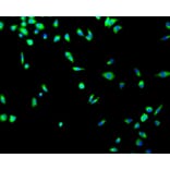 Immunofluorescence - Anti-TP53 Antibody (A11212) - Antibodies.com