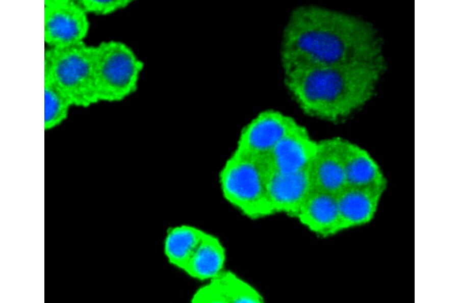 Immunofluorescence - Anti-TP53 Antibody (A11212) - Antibodies.com
