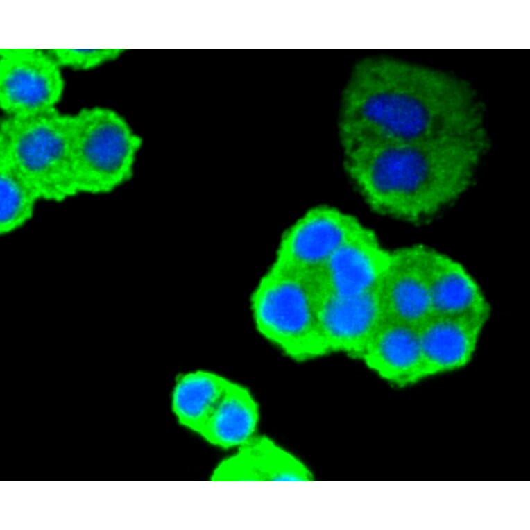 Immunofluorescence - Anti-TP53 Antibody (A11212) - Antibodies.com