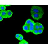 Immunofluorescence - Anti-TP53 Antibody (A11212) - Antibodies.com