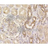 Immunohistochemistry - Anti-YAP1 Antibody (A11326) - Antibodies.com