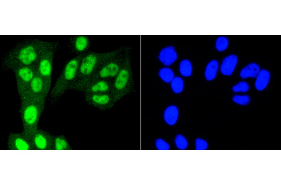 Immunofluorescence - Anti-YAP1 Antibody (A11326) - Antibodies.com