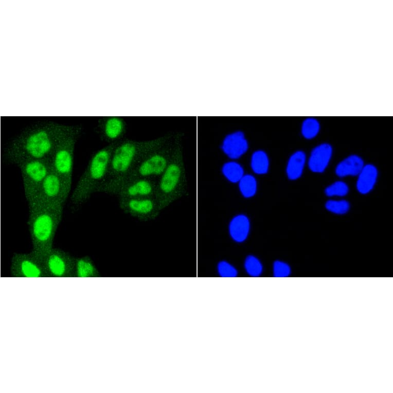 Immunofluorescence - Anti-YAP1 Antibody (A11326) - Antibodies.com