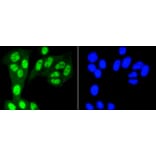 Immunofluorescence - Anti-YAP1 Antibody (A11326) - Antibodies.com