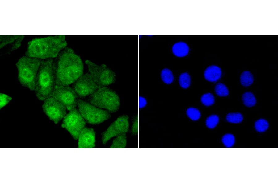 Immunofluorescence - Anti-YAP1 Antibody (A11326) - Antibodies.com