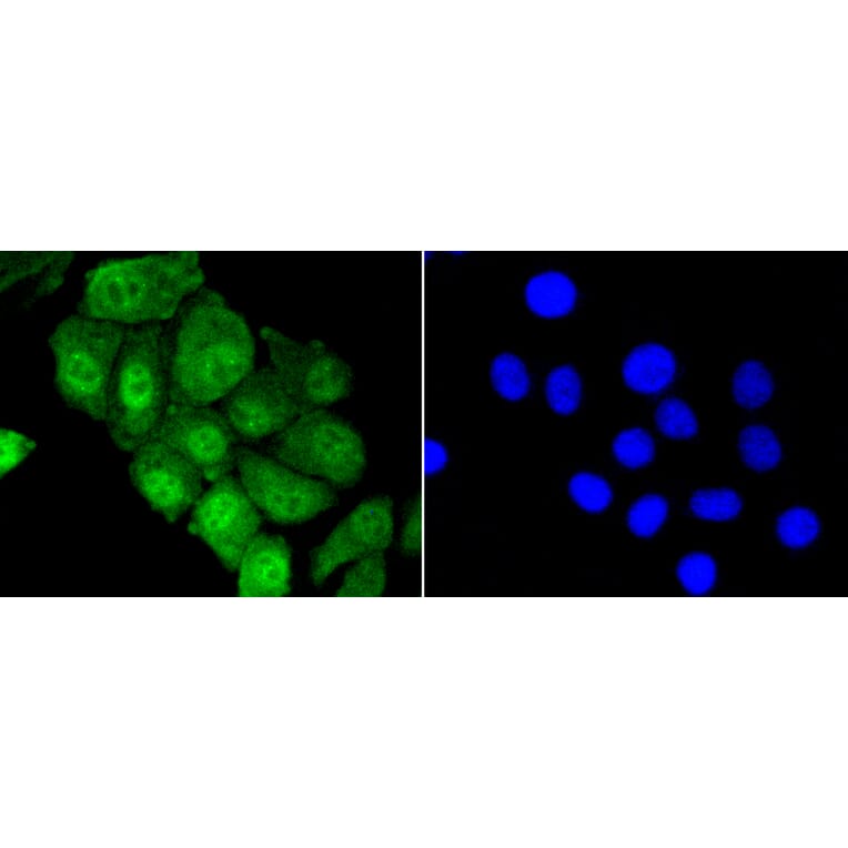 Immunofluorescence - Anti-YAP1 Antibody (A11326) - Antibodies.com