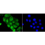 Immunofluorescence - Anti-YAP1 Antibody (A11326) - Antibodies.com