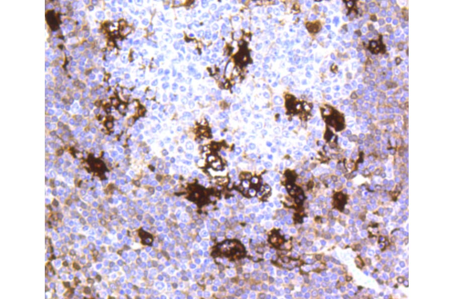 Immunohistochemistry - Anti-MERTK Antibody (A11341) - Antibodies.com