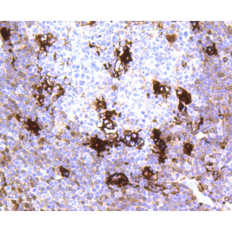 Immunohistochemistry - Anti-MERTK Antibody (A11341) - Antibodies.com