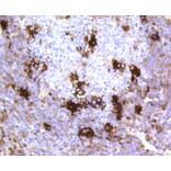 Immunohistochemistry - Anti-MERTK Antibody (A11341) - Antibodies.com