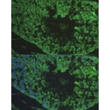 Immunofluorescence - Anti-DEFB121 Antibody (A8889) - Antibodies.com