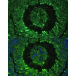 Immunofluorescence - Anti-DEFB121 Antibody (A8889) - Antibodies.com