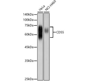 Western Blot - Anti-CD55 Antibody (A8890) - Antibodies.com