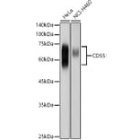 Western Blot - Anti-CD55 Antibody (A8890) - Antibodies.com