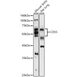 Western Blot - Anti-CD55 Antibody (A8890) - Antibodies.com