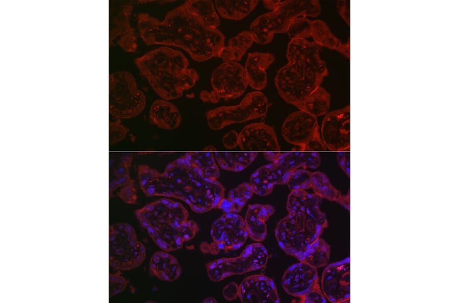 Immunofluorescence - Anti-CD55 Antibody (A8890) - Antibodies.com