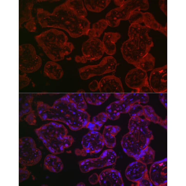 Immunofluorescence - Anti-CD55 Antibody (A8890) - Antibodies.com