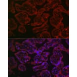 Immunofluorescence - Anti-CD55 Antibody (A8890) - Antibodies.com