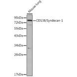 Western Blot - Anti-Syndecan-1 Antibody (A8893) - Antibodies.com