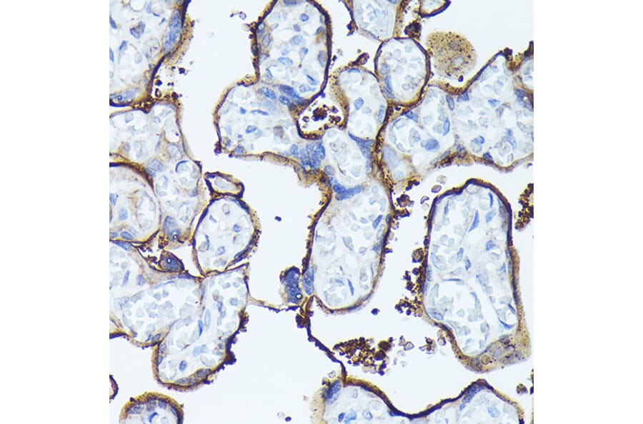 Immunohistochemistry - Anti-Syndecan-1 Antibody (A8893) - Antibodies.com