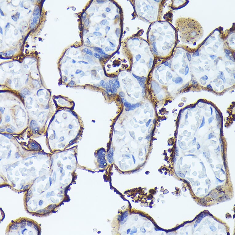 Immunohistochemistry - Anti-Syndecan-1 Antibody (A8893) - Antibodies.com